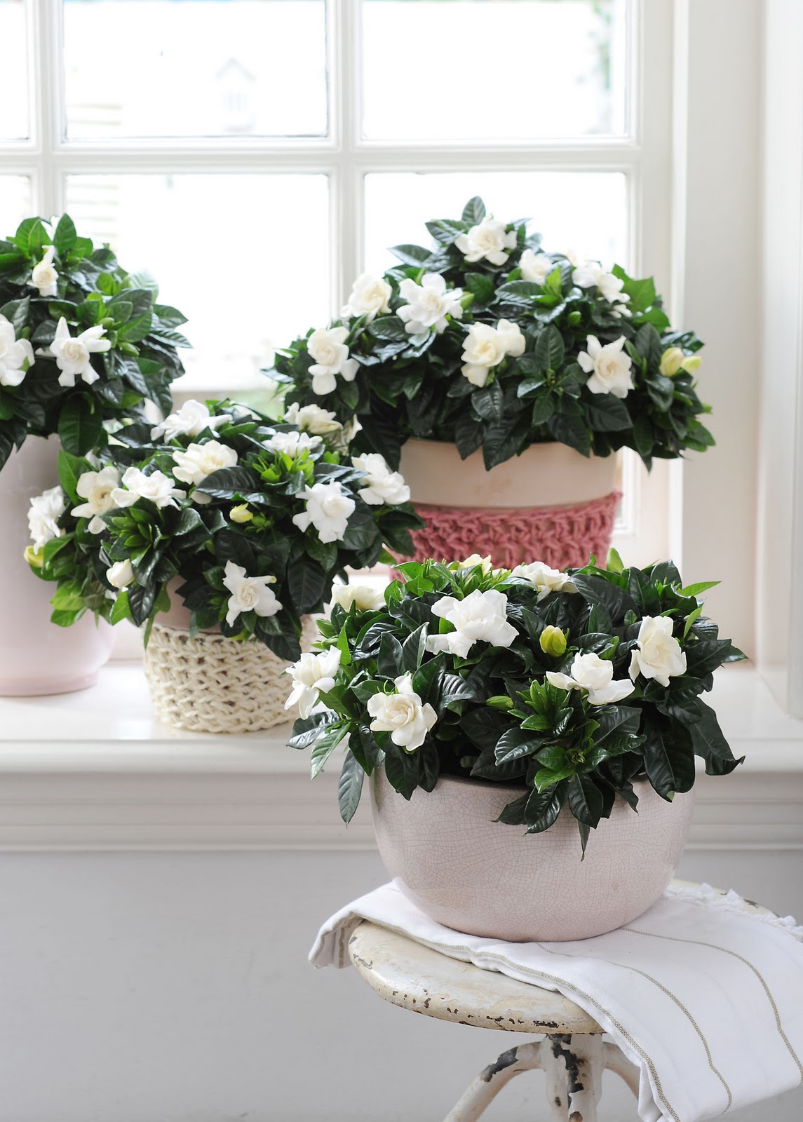 jardinitis: La planta del mes: GARDENIA